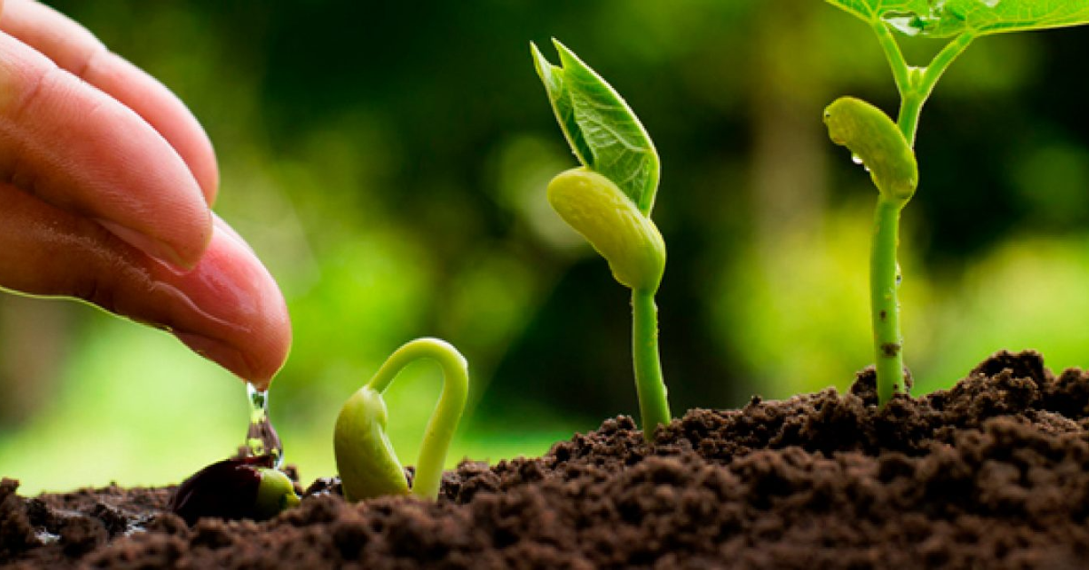 Hand dripping water onto three seeds growing increasingly from left to right